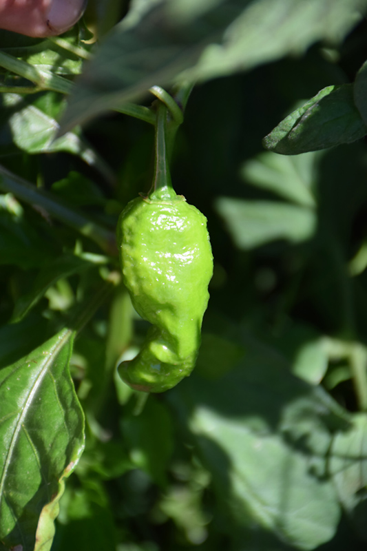 Ghost Hot Pepper (Capsicum chinense 'Ghost') at TLC Garden Centers