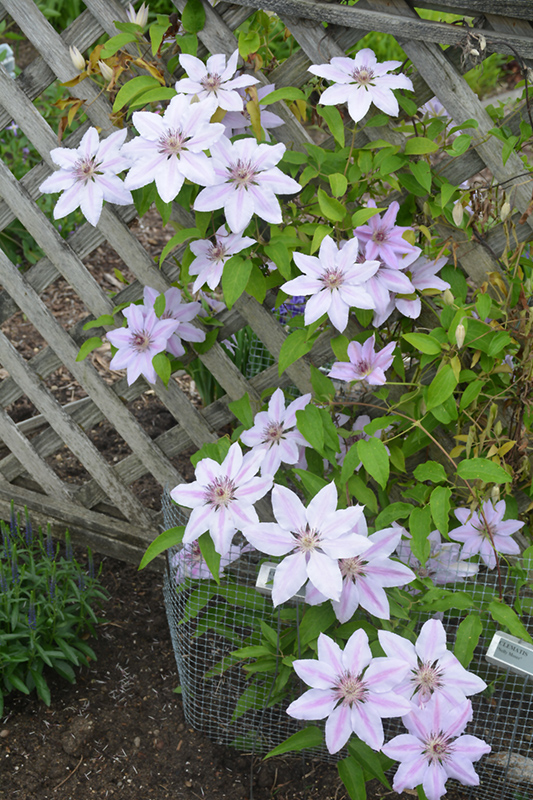 Nelly Moser Clematis (Clematis 'Nelly Moser') at TLC Garden Centers