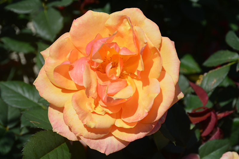 About Face Rose (Rosa 'About Face') at TLC Garden Centers