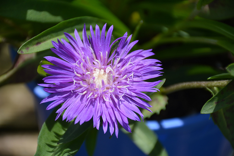 Honeysong Purple Aster (Stokesia laevis 'Honeysong Purple') at TLC Garden Centers