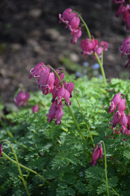 King of Hearts Bleeding Heart (Dicentra 'King of Hearts') at TLC Garden Centers