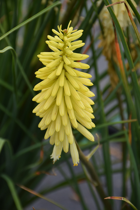 Pineapple Popsicle Torchlily (Kniphofia 'Pineapple Popsicle') at TLC Garden Centers