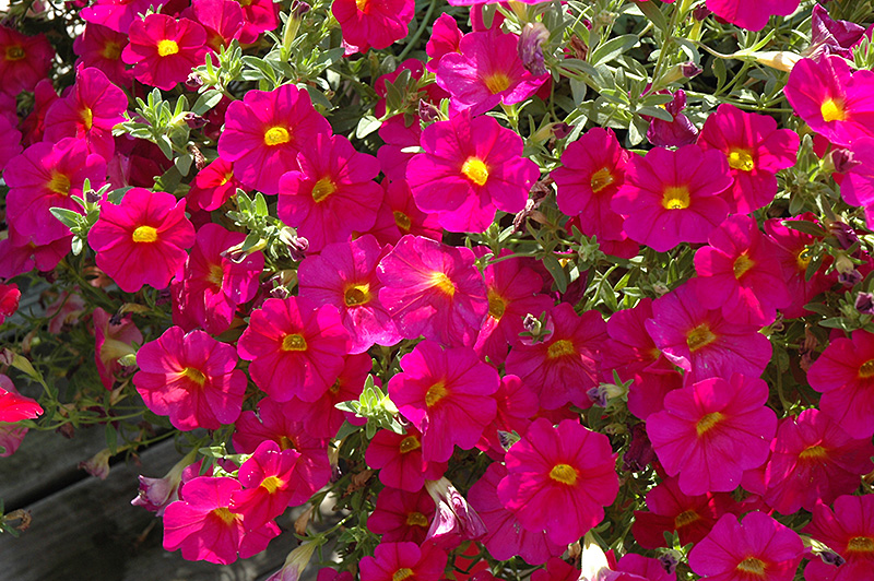 SuperCal Neon Rose Petchoa (Petchoa 'SuperCal Neon Rose') at TLC Garden Centers
