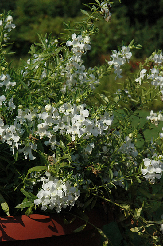 Carita Cascade White Angelonia (Angelonia angustifolia 'Carita Cascade White') at TLC Garden Centers