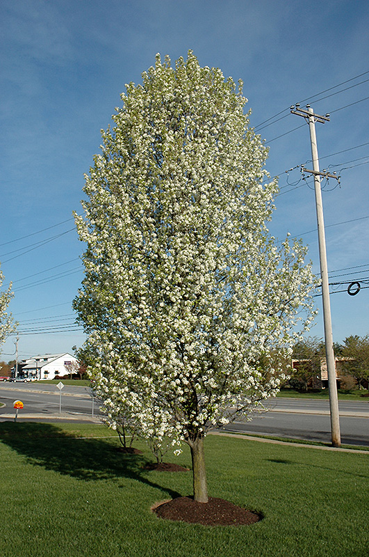 Cleveland Select Ornamental Pear (Pyrus calleryana 'Cleveland Select') at TLC Garden Centers