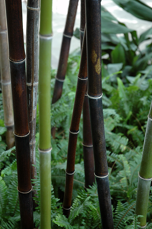 Black Bamboo (Phyllostachys nigra) at TLC Garden Centers