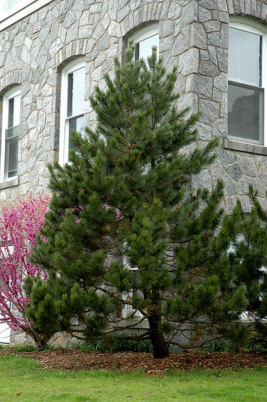 Bosnian Pine (Pinus heldreichii) at TLC Garden Centers
