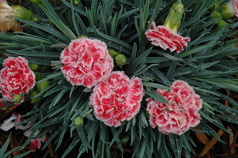 Coral Reef Pinks (Dianthus 'WP07OLDRICE') at TLC Garden Centers