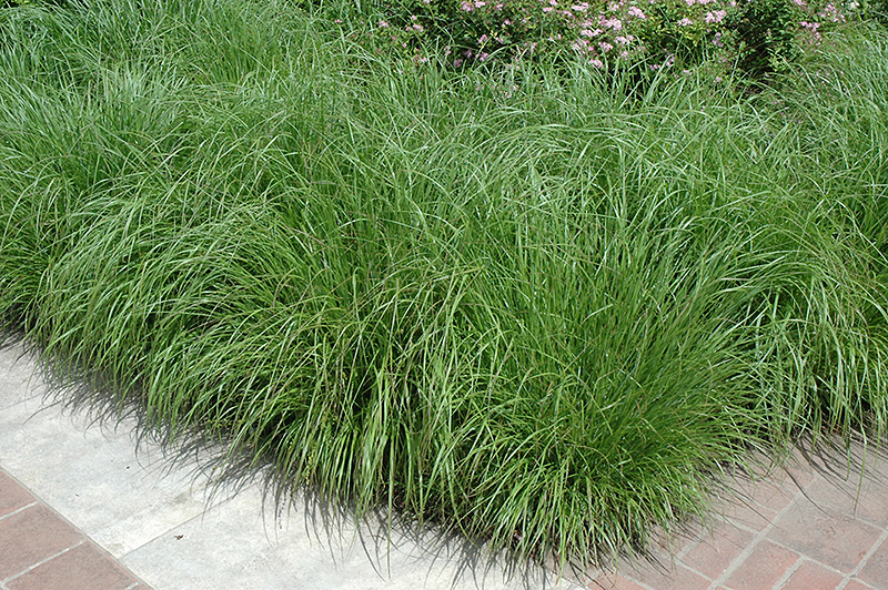 Fountain Grass (Pennisetum alopecuroides) at TLC Garden Centers