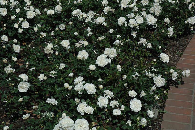 White Meidiland Rose (Rosa 'Meicoublan') at TLC Garden Centers
