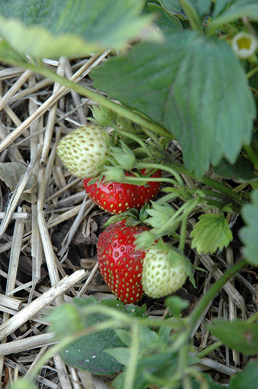 Quinault Strawberry (Fragaria 'Quinault') at TLC Garden Centers