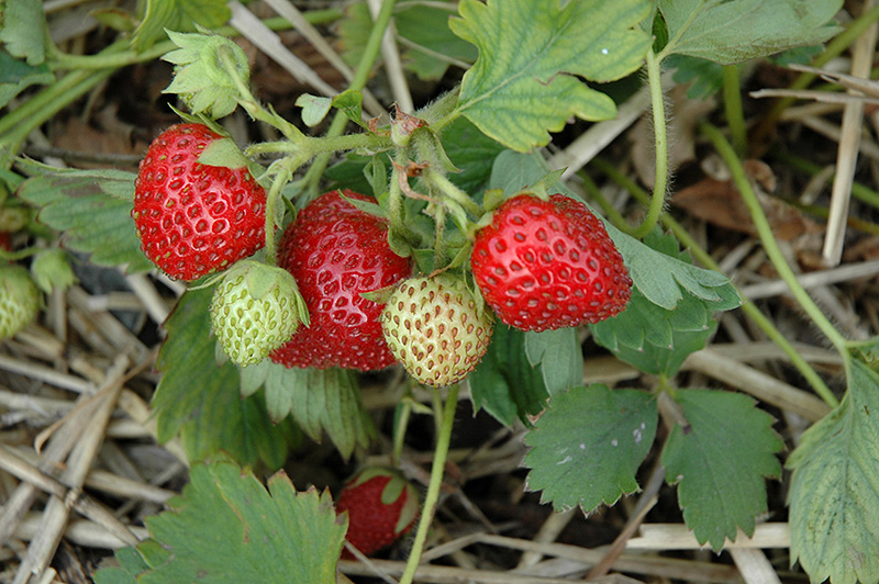 June-Bearing Strawberry (Fragaria 'June-Bearing') at TLC Garden Centers