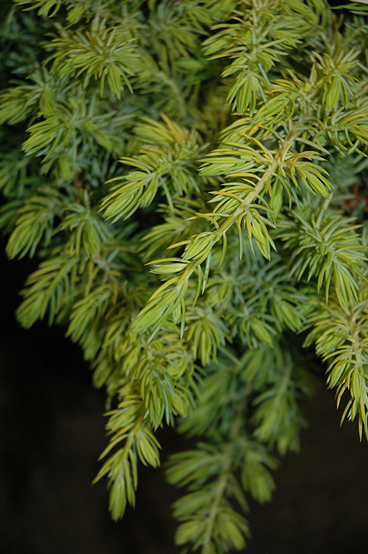 Golden Pacific Shore Juniper (Juniperus conferta 'sPg-3-016') at TLC Garden Centers