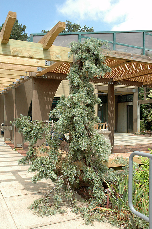 Raywood's Weeping Arizona Cypress (Cupressus arizonica 'Raywood's Weeping') at TLC Garden Centers