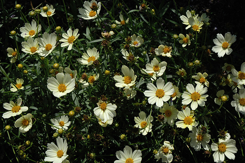 Star Cluster Tickseed (Coreopsis 'Star Cluster') at TLC Garden Centers