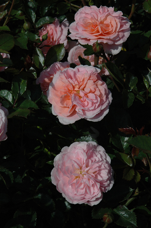 Apricot Drift Rose (Rosa 'Meimirrote') at TLC Garden Centers