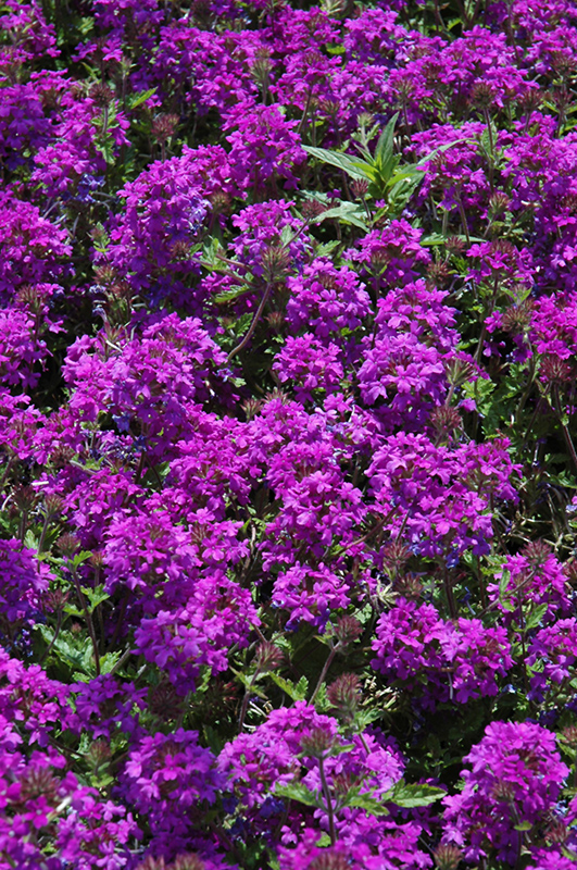 Homestead Purple Verbena (Verbena 'Homestead Purple') at TLC Garden Centers
