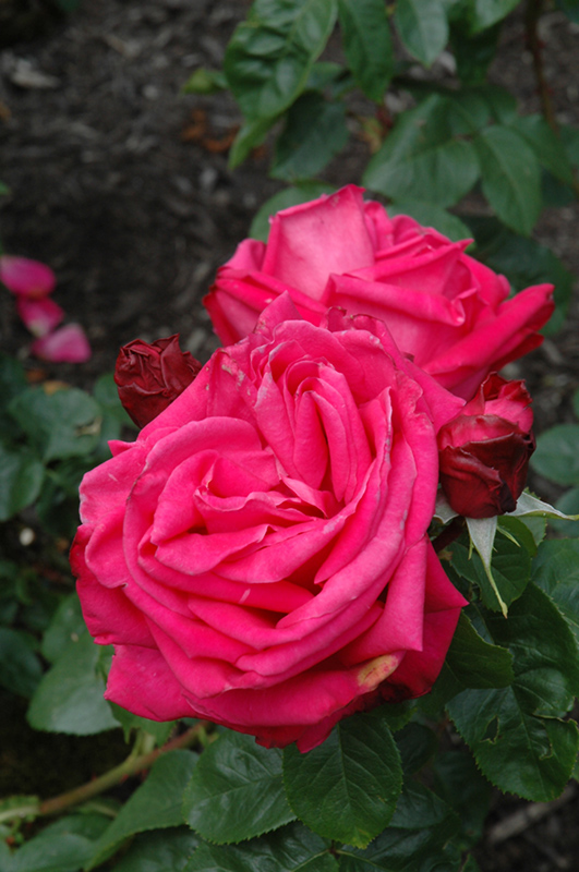 Miss All American Beauty Rose (Rosa 'Miss All American Beauty') at TLC Garden Centers