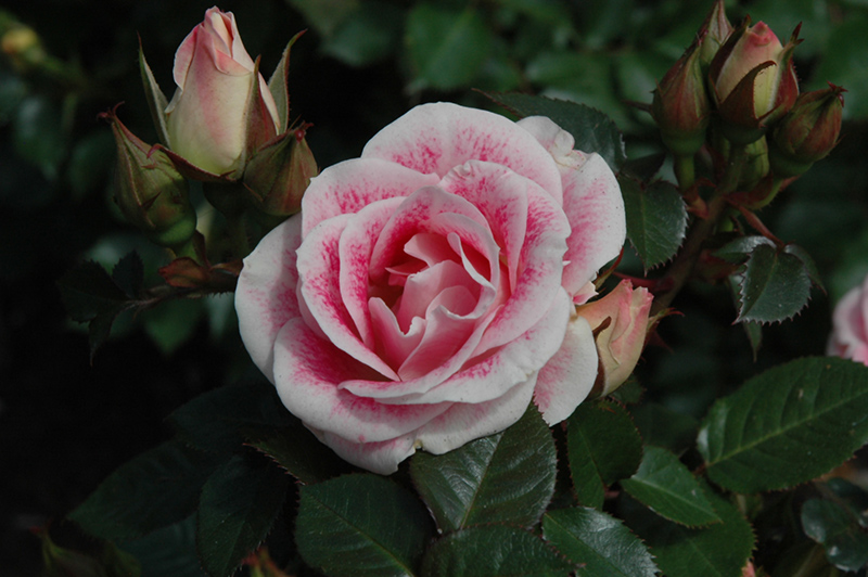 Whimsy Rose (Rosa 'WEKtebodoko') at TLC Garden Centers