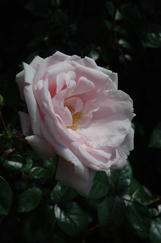 New Dawn Rose (Rosa 'New Dawn') at TLC Garden Centers