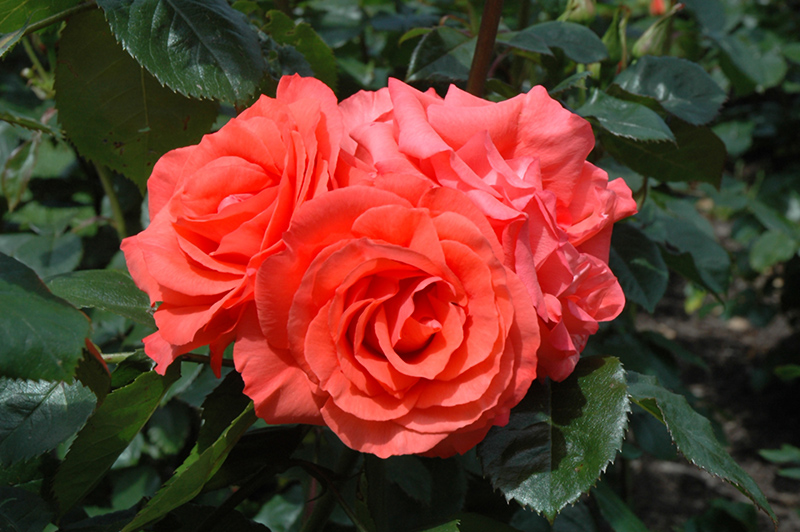 Marmalade Skies Rose (Rosa 'Marmalade Skies') at TLC Garden Centers