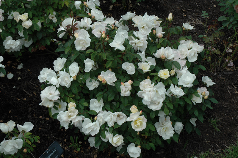 White Knock Out Rose (Rosa 'Radwhite') at TLC Garden Centers