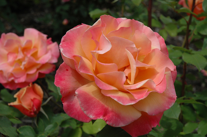 Tuscan Sun Rose (Rosa 'Tuscan Sun') at TLC Garden Centers