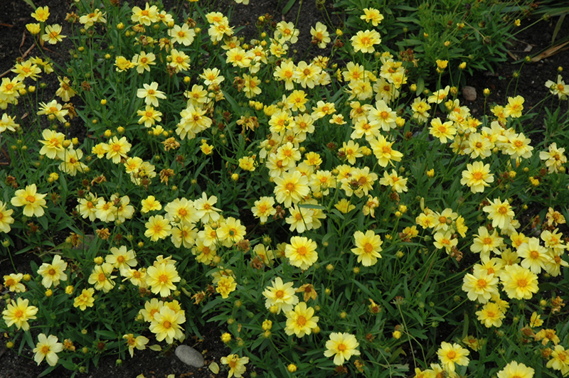 Galaxy Tickseed (Coreopsis 'Galaxy') at TLC Garden Centers
