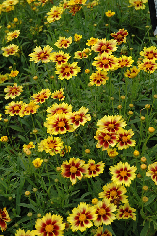 Enchanted Eve Tickseed (Coreopsis 'Enchanted Eve') at TLC Garden Centers