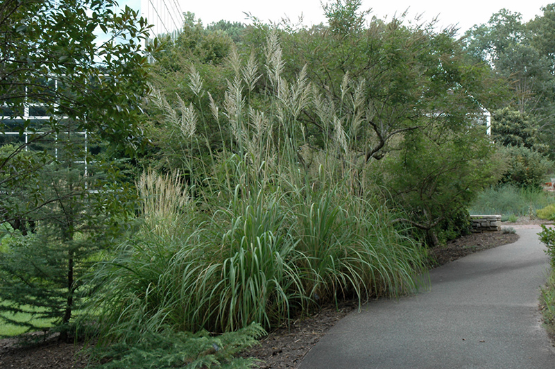 Ravenna Grass (Erianthus ravennae) at TLC Garden Centers