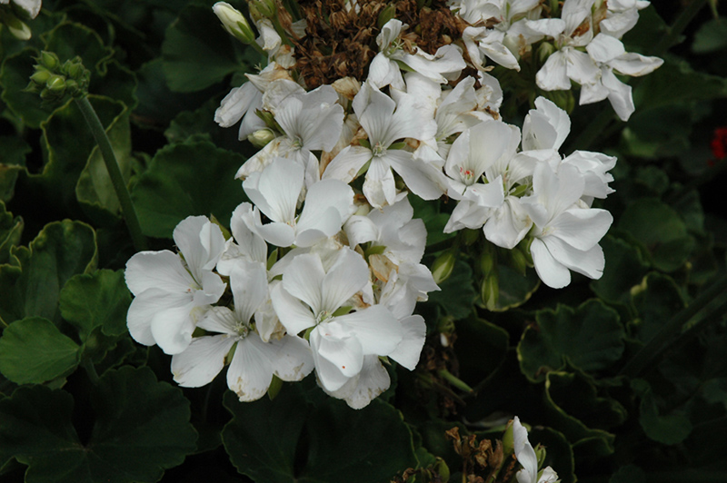 Rocky Mountain White Geranium (Pelargonium 'Rocky Mountain White') at TLC Garden Centers
