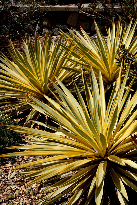 Bright Star Yucca (Yucca gloriosa 'Walbristar') at TLC Garden Centers