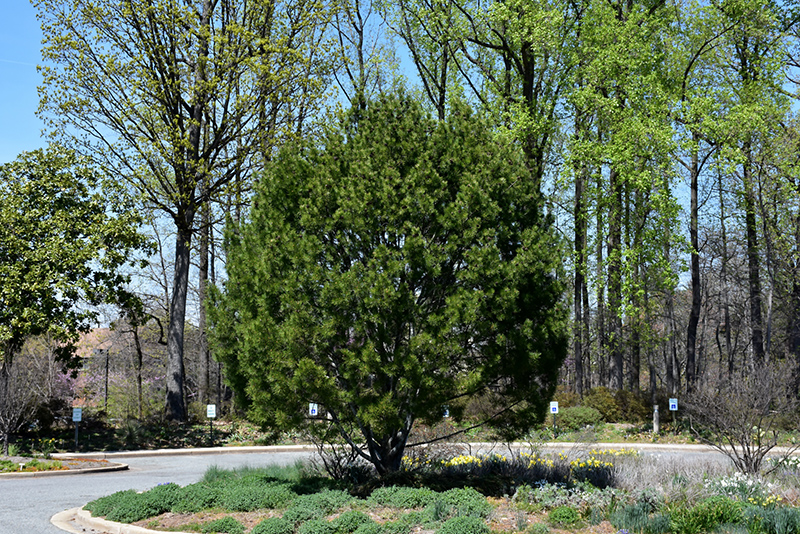 Lacebark Pine (Pinus bungeana) at TLC Garden Centers