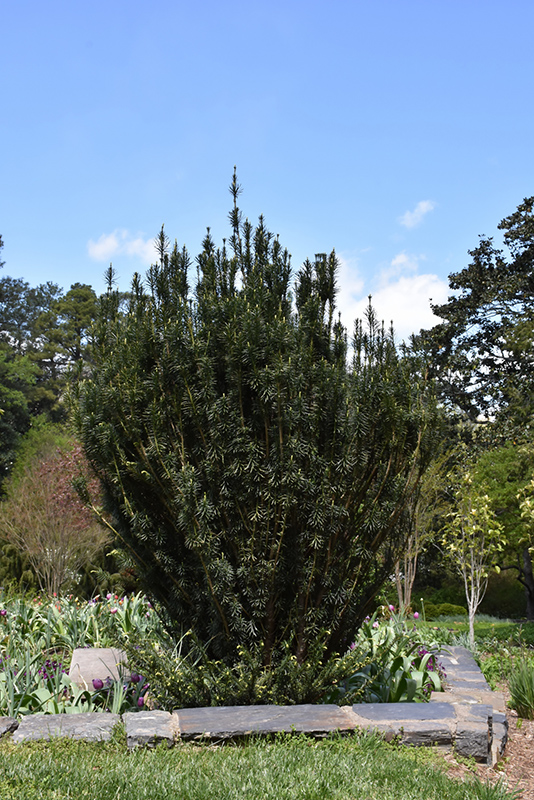 Upright Japanese Plum Yew (Cephalotaxus harringtonia 'Fastigiata') at TLC Garden Centers