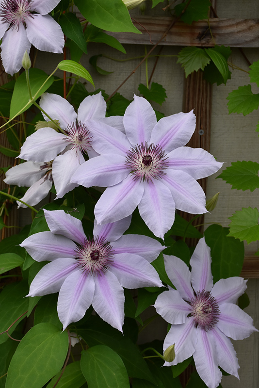 Nelly Moser Clematis (Clematis 'Nelly Moser') at TLC Garden Centers
