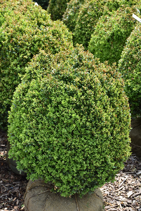 Dwarf English Boxwood (Buxus sempervirens 'Suffruticosa') at TLC Garden Centers