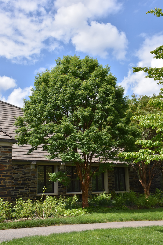 Paperbark Maple (Acer griseum) at TLC Garden Centers