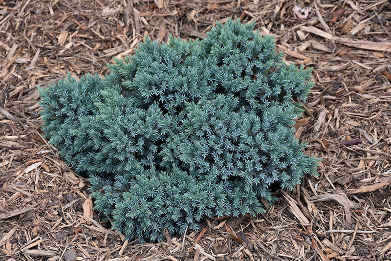 Blue Star Juniper (Juniperus squamata 'Blue Star') at TLC Garden Centers