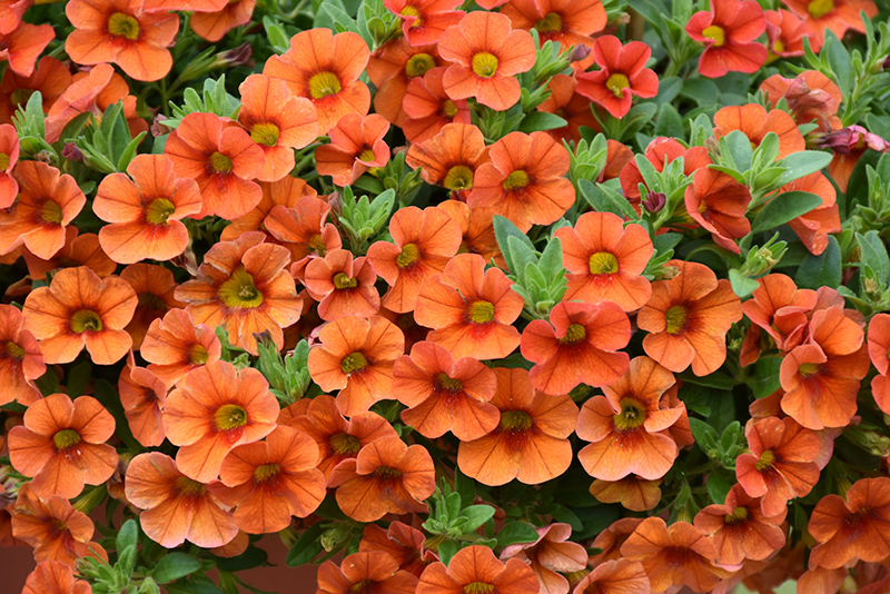 Aloha Hot Orange Calibrachoa (Calibrachoa 'Aloha Hot Orange') at TLC Garden Centers