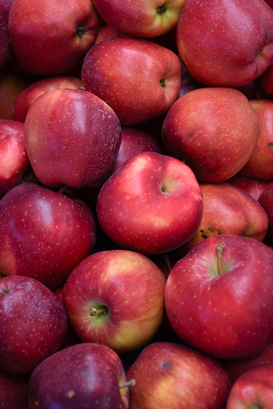 Red Delicious Apple (Malus 'Red Delicious') at TLC Garden Centers
