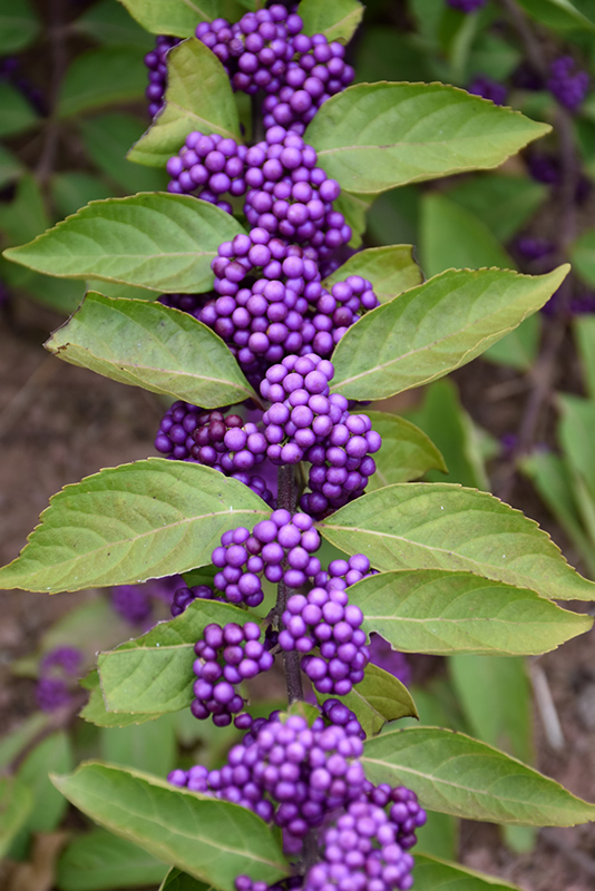 Purple Beautyberry (Callicarpa dichotoma) at TLC Garden Centers