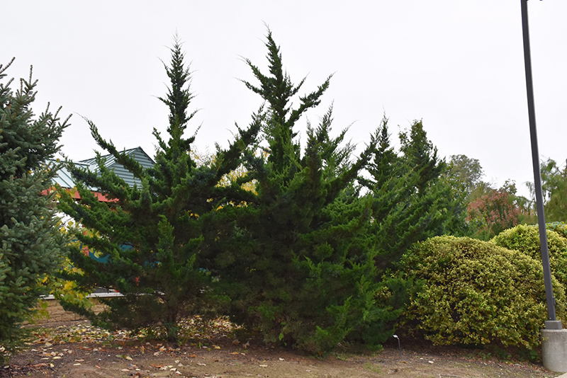 Canaertii Redcedar (Juniperus virginiana 'Canaertii') at TLC Garden Centers