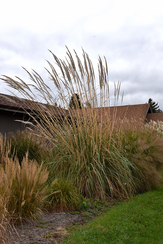 Ravenna Grass (Erianthus ravennae) at TLC Garden Centers