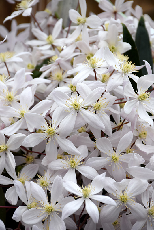 Apple Blossom Clematis (Clematis armandii 'Apple Blossom') at TLC Garden Centers
