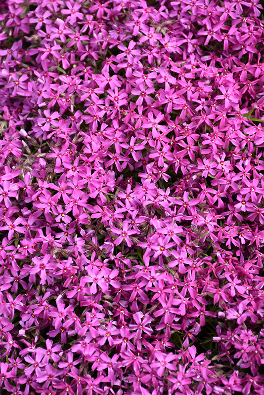 Red Wings Moss Phlox (Phlox subulata 'Red Wings') at TLC Garden Centers