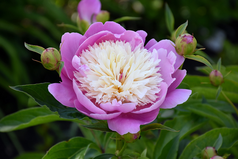 Bowl Of Beauty Peony (Paeonia 'Bowl Of Beauty') at TLC Garden Centers