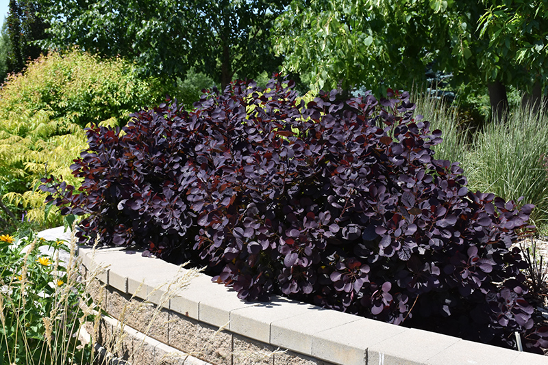 Royal Purple Smokebush (Cotinus coggygria 'Royal Purple') at TLC Garden Centers