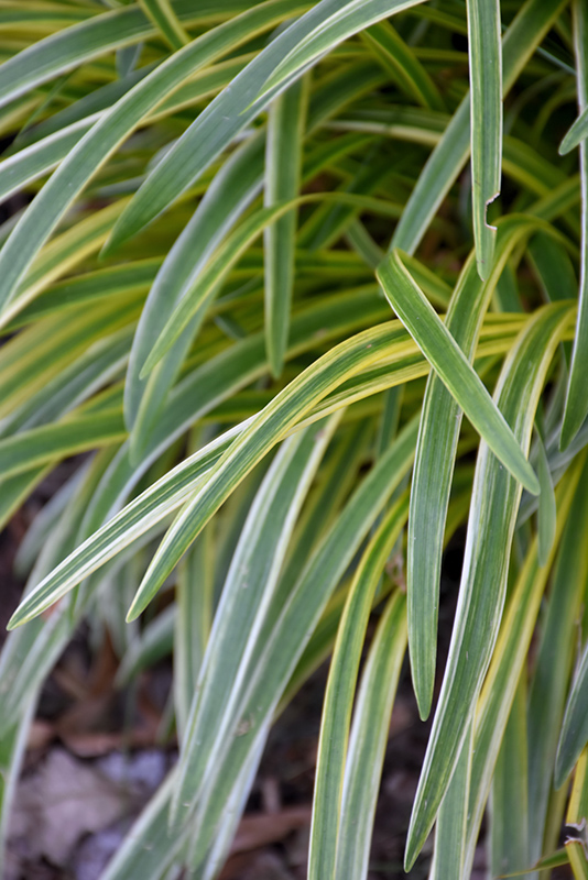 Silvery Sunproof Variegated Lily Turf (Liriope muscari 'Silvery Sunproof') at TLC Garden Centers
