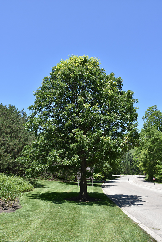 Bur Oak (Quercus macrocarpa) at TLC Garden Centers
