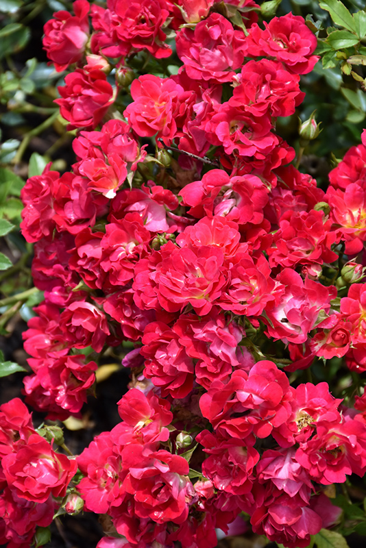 Red Drift Rose (Rosa 'Meigalpio') at TLC Garden Centers
